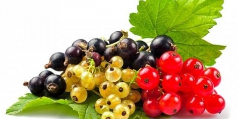 Kako tretirati ribizle u proljeće od štetočina